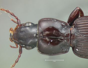 Media type: image;   Entomology 5632 Aspect: pronotum dorsal
